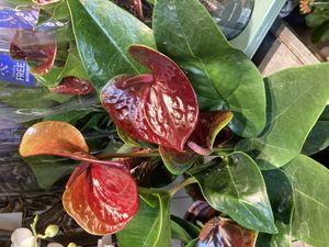 Hovedbilde Anthurium